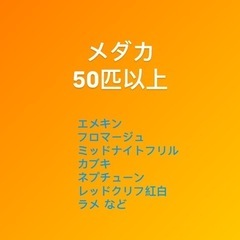 (決まりました)②めだか 50匹以上