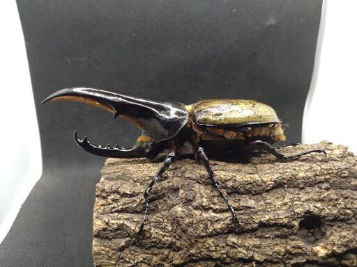 【匿名配送】ヘラクレス様 ヘラクレス（ヘラヘラ）142ミリ♂♀ペア No.1056 昆虫専門店 虫屋