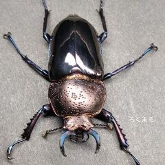 【予約済み】ドウイロクワガタ ♂1頭 ♀2頭の画像
