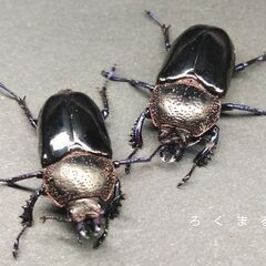 【予約済み】ドウイロクワガタ ♂1頭 ♀2頭の画像