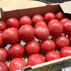受け渡し者【決定】②北海道産とまと5個セット！訳あり品