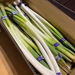 受け渡し者【決定】①北海道産　長ねぎ3束セット！訳あり品