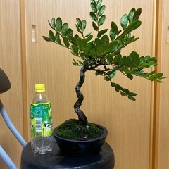 ハマヒサカキ(インギーマ)