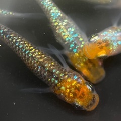 改良メダカの画像