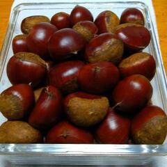 栗　(再投稿)収穫分振分済