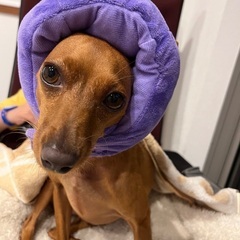 犬友　社会化　お散歩