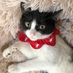 白黒子猫5ヶ月
