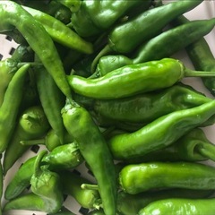 野菜　青唐辛子　东北香辣椒  結構辛口　　1kg