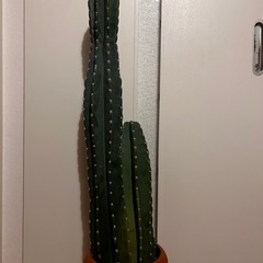柱サボテン80cm 棘なし