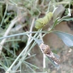 ナミアゲハの幼虫の里親探しています。