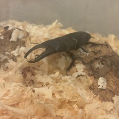 パラワンオオヒラタクワガタ  約10cmの画像