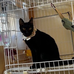 ずっとの家族が出来ました🍀黒猫の甘えん坊なはやなちゃん
