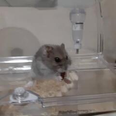 主がアレルギーで飼えないので家族として向かい入れてあげて欲しいです。🥺