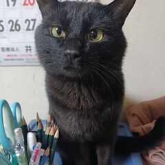 里親を大募集します。