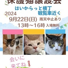 🐈‍⬛保護猫譲渡会🆘里親が見つかってない保健所収容猫も参加
