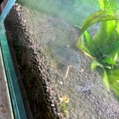 コリドラス　コリドラス　ステルバイ大小6匹➕青コリドラス6匹の画像