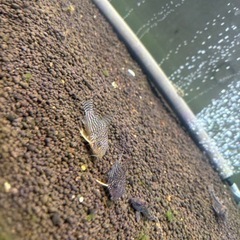 コリドラス　コリドラス　ステルバイ大小6匹➕青コリドラス6匹の画像