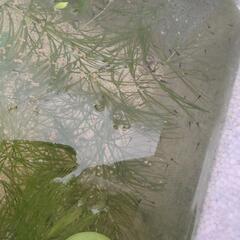 黒メダカ　稚魚10匹（水草、タニシもつけます）