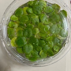 水草→フラッグビット