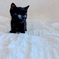 子猫の里親募集　募集休止