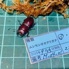 （お取引中）
②ムシモンオオクワガタ   新成虫ペアの販売