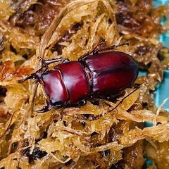 （お取引中）
②ムシモンオオクワガタ   新成虫ペアの販売の画像