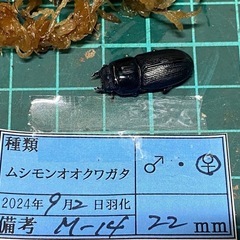 （お取引中）
②ムシモンオオクワガタ   新成虫ペアの販売の画像