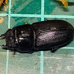（お取引中）
②ムシモンオオクワガタ   新成虫ペアの販売の画像