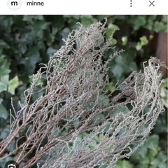 ストーベ　　ptの画像