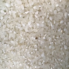 訳あり令和7年 新米 コシヒカリ 10キロ 精米の画像