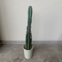    柱サボテン