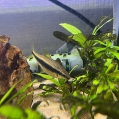 サイアミーズフライングフォックス　熱帯魚