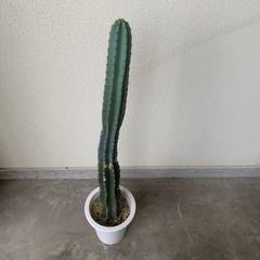    柱サボテン  鉢付き