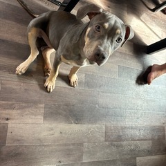 　　犬　アメアメリカンピットブルテリア