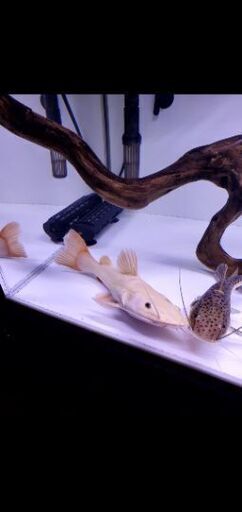 大型魚　プラチナスケルトンレッドテールキャット 21,000円
