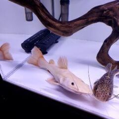 大型魚　プラチナスケルトンレッドテールキャット