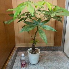 観葉植物　パキラ