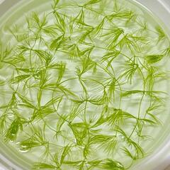 【水草】国産　マツモ