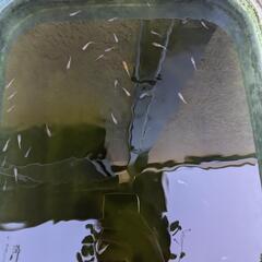 めだか   三色ラメ幹之サファイア系  稚魚