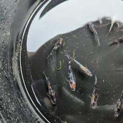 めだか   三色ラメ幹之サファイア系  稚魚の画像