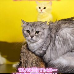 10/6(日)譲渡会。6歳ペルシャ♀(⋈◍＞◡＜◍)。✧♡