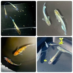 メダカ:200〜300匹  対象施設へ寄付します※決定済み　の画像