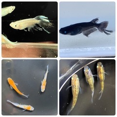 メダカ:200〜300匹  対象施設へ寄付します※決定済み　の画像