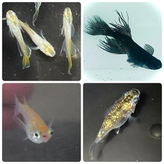 メダカ:200〜300匹  対象施設へ寄付します※決定済み　