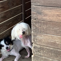 わんぱく坊やのロイくん🌱 - 犬