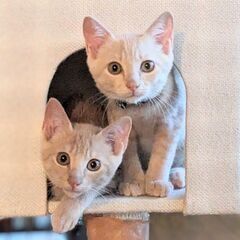 【譲渡決定、ありがとうございました！】カフェオレ色の甘えん坊子猫兄弟♂