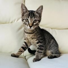 トラ２か月男の子