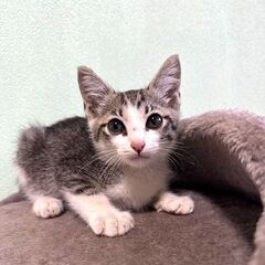 キジ白