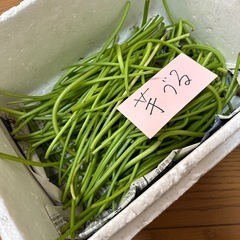 芋つる