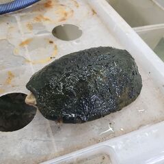 シロクチ　アダルト　オス